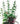 Hugo Boxed Plant Mix 5 15cm