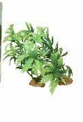 Hugo Foreground Plant 5 Tub 10cm - ديكور حوض السمك